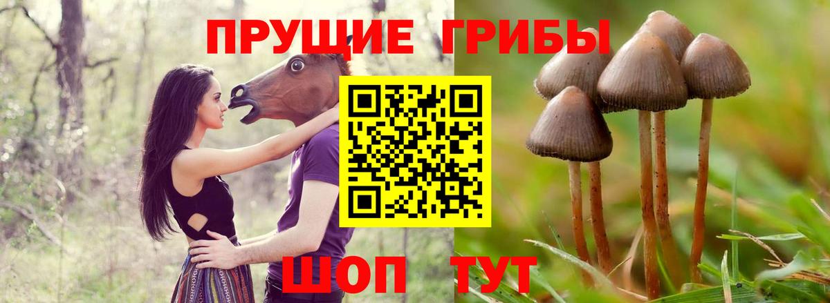 Зерноград  Псилоцибиновые грибы Psilocybine cubensis  Вход с VPN 